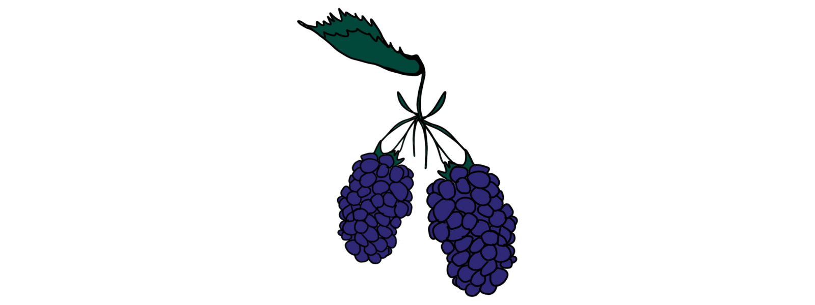 Illustration of California Blackberries